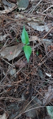Cerasus