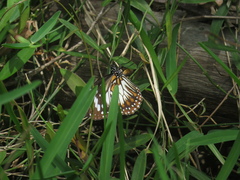 Danaus affinis