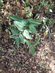 Smilax campestris
