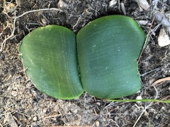 Haemanthus sanguineus
