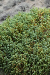 Juniperus communis