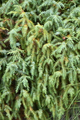 Juniperus communis