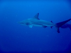 Carcharhinus limbatus