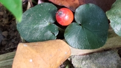 Geophila repens