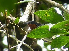 Microrhopias quixensis