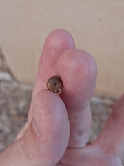 Polygyra cereolus