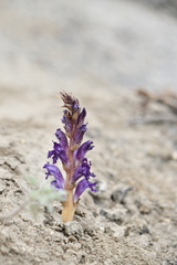 Orobanche amoena
