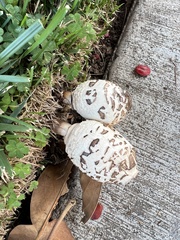 Chlorophyllum molybdites