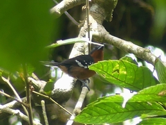 Microrhopias quixensis