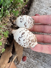 Chlorophyllum molybdites