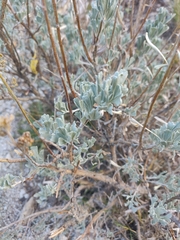 Artemisia tridentata