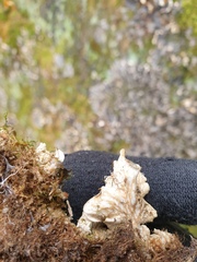 Peltigera neopolydactyla