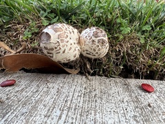 Chlorophyllum molybdites