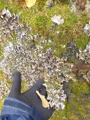 Peltigera neopolydactyla