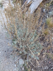 Artemisia tridentata