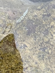 Entomacrodus chapmani