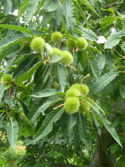 Castanea dentata