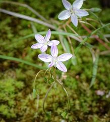 Claytonia virginica