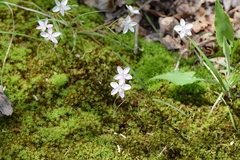 Claytonia virginica