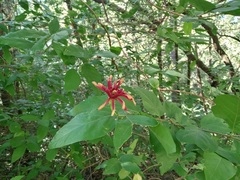 Calycanthus occidentalis