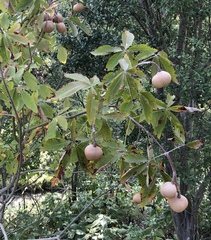 Aesculus pavia flavescens