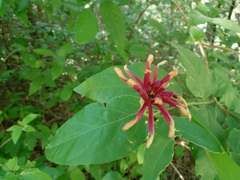 Calycanthus occidentalis