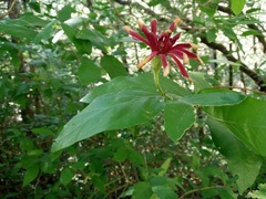 Calycanthus occidentalis