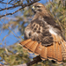 Red-tailed Hawk - Photo (c) Liam Huber, some rights reserved (CC BY-NC), uploaded by Liam Huber