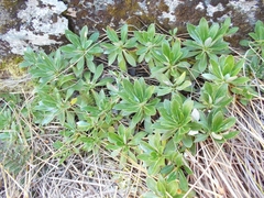 Celmisia bonplandii