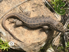 Sceloporus scalaris