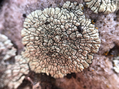 Caliciaceae