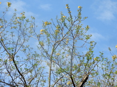 Tecoma stans