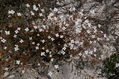 Mitrasacme polymorpha