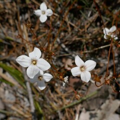 Mitrasacme polymorpha