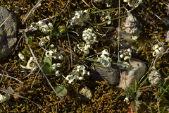 Xanthoparmelia semiviridis