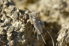 Orocrambus corruptus
