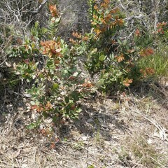 Angophora hispida