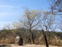 Tecoma stans