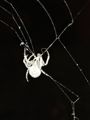 Araneidae