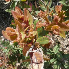 Angophora hispida