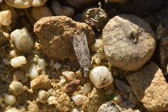 Orocrambus corruptus