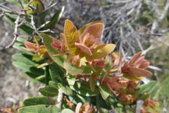Angophora hispida