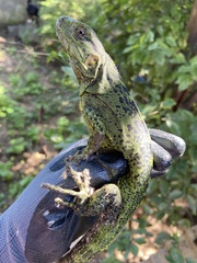 Ctenosaura macrolopha