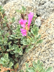 Penstemon