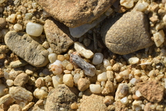 Orocrambus corruptus