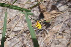 Bossiaea ensata