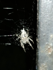 Araneidae