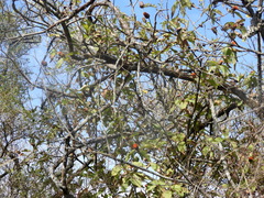 Angiospermae