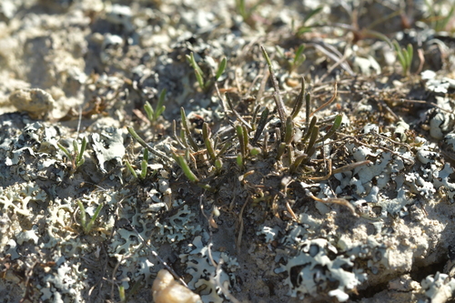 Image of Lepidium kirkii by (c) Christopher Stephens, some rights reserved (CC BY-SA)