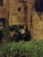 Araneidae